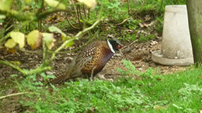 game bird disease consultancy