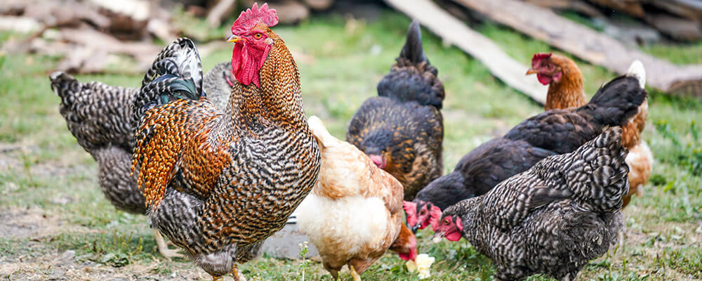 poultry and chicken consultant amesbury